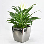 زنبق السلام باللون الأبيض في وعاء سيراميك أسود