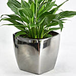 زنبق السلام باللون الأبيض في وعاء سيراميك أسود