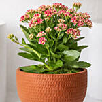 Pink Kalanchoe In Ceramic Pot