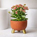 Pink Kalanchoe In Ceramic Pot
