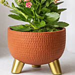 Pink Kalanchoe In Ceramic Pot
