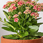 Pink Kalanchoe In Ceramic Pot