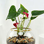 أنثوريوم أحمر في أصيص ذهبي