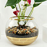 أنثوريوم أحمر في أصيص ذهبي