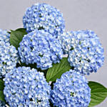 فازة هيدرانجيا زرقاء | 8 ورود