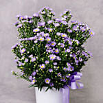 September Birthday Aster Flower and Cake Combo