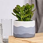 Birthday Wishes with Crassula Ovata Plant