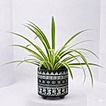 Chlorophytum or Spider Plant