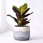 Croton Plant Medium