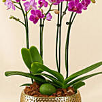4 Stems Small Purple Orchid Plant In Premium Gold Pot