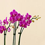4 Stems Small Purple Orchid Plant In Premium Gold Pot