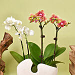 White and Yellow Mini Orchid in Designer Base