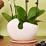 White and Yellow Mini Orchid in Designer Base