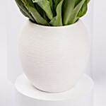 Mix Tulips in Premium Vase