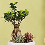 Bonsai Garden