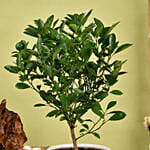 Calamansi or Lemon Plant