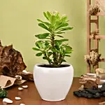 Crown of Thorns Plant Small
