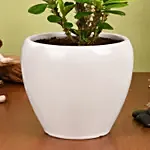 Crown of Thorns Plant Small