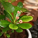 Crown of Thorns Plant Small