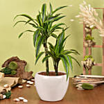 Good Luck Dracaena Fragrans Plant