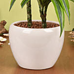 Good Luck Dracaena Fragrans Plant