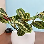 Maranta in Beautiful planter