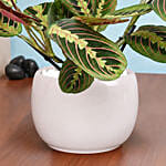 Maranta in Beautiful planter