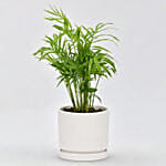 Low Maintenance Chamaedorea Plant