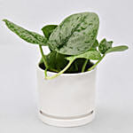 Money Plant In a Pot