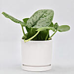 Money Plant In a Pot