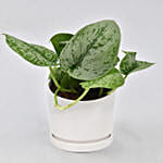 Money Plant In a Pot