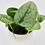 Money Plant In a Pot