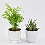 Chamadorea and Haworthia in Pots
