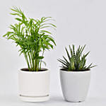 Chamadorea and Haworthia in Pots