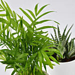 Chamadorea and Haworthia in Pots