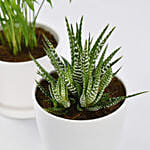 Chamadorea and Haworthia in Pots