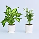Combo Of Beautiful Indoor Plants