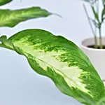 Combo Of Beautiful Indoor Plants