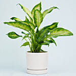 Dieffenbachia Plant For Your Indoors