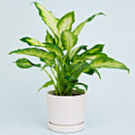 Dieffenbachia Plant For Your Indoors