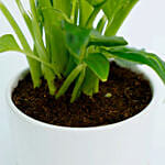 Dieffenbachia Plant For Your Indoors