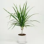 Dracaena Plant In Clear Glass Pot