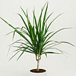 Dracaena Plant In Clear Glass Pot