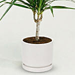 Dracaena Plant In Clear Glass Pot