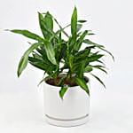 Dracaena Song of Jamaica with Pot
