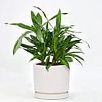 Dracaena Song of Jamaica with Pot