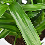Dracaena Song of Jamaica with Pot
