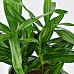 Dracaena Song of Jamaica with Pot