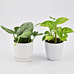 Duo of Money Plants