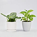 Duo of Money Plants